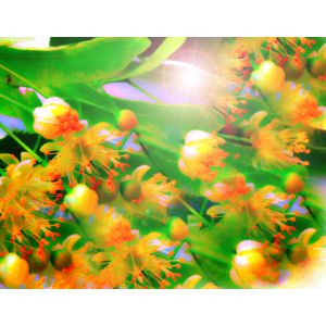 Parfum pour bougies Tilleul Parfum pour bougies Tilleul