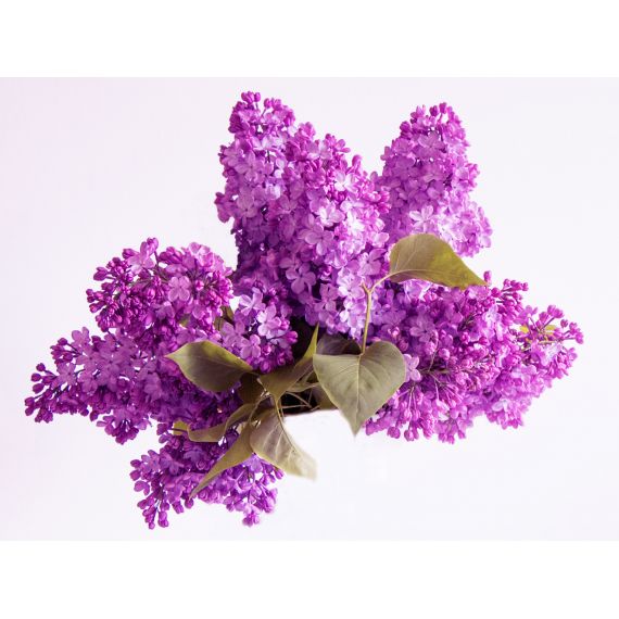 Parfum pour bougies Lilas