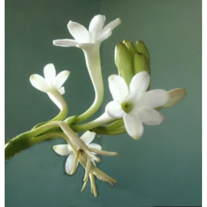 Parfum pour bougies Chevrefeuille