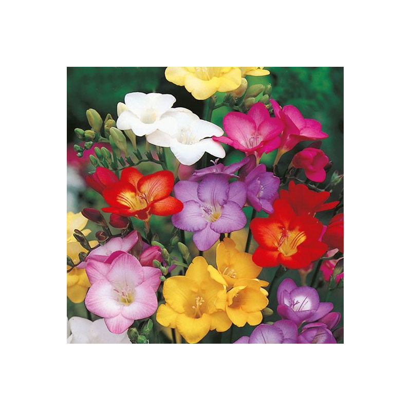 Parfum pour bougies Freesia