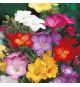 Parfum pour bougies Freesia
