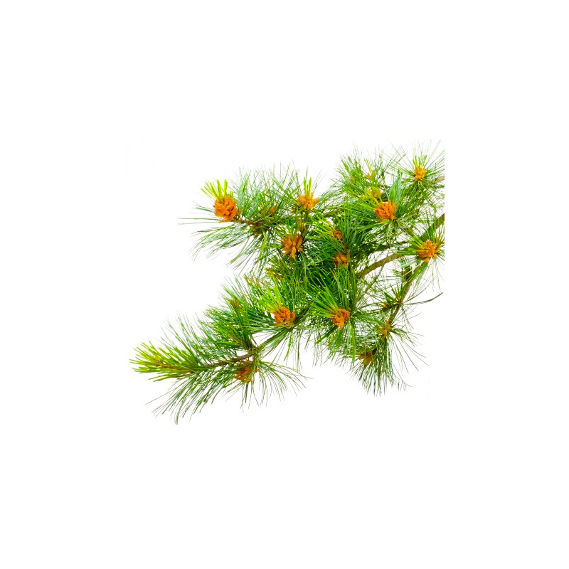 Parfum pour bougies Cèdre