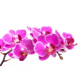 Parfum Orchidée pour Bougies