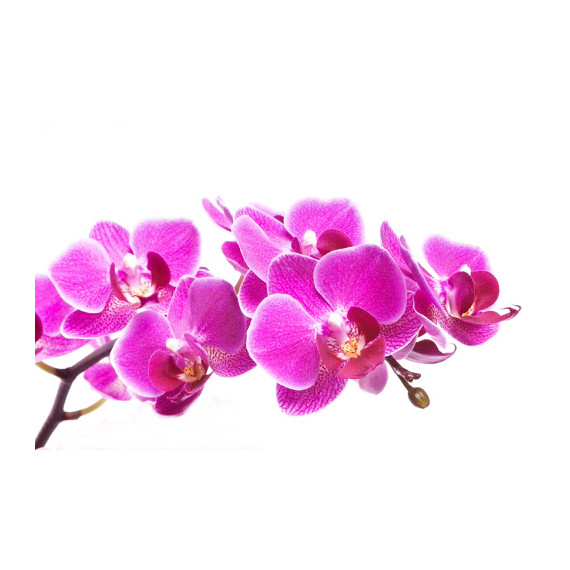 Parfum pour bougies Orchidée