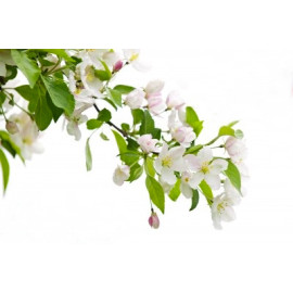 Parfum Fleur d'Oranger pour bougies