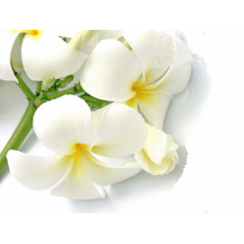 Parfum Monoï pour Bougies