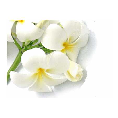 Parfum pour bougies Monoï
