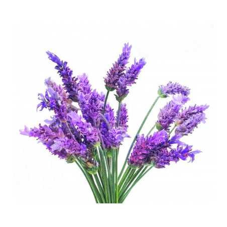 Parfum pour bougies Violette