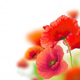 Parfum Coquelicot pour bougies