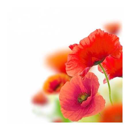 Parfum pour bougies Coquelicot