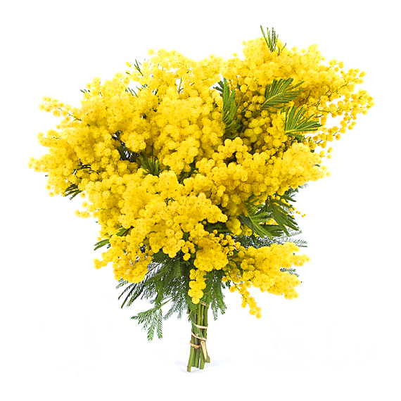 Parfum pour bougies Mimosa