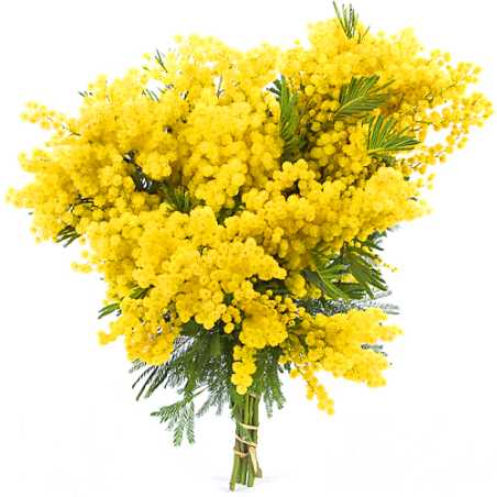 Parfum pour bougies Mimosa