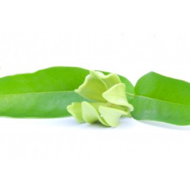 Parfum Ylang-Ylang pour Bougies