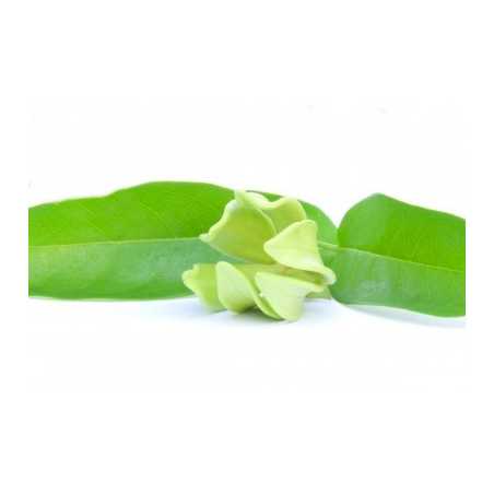 Parfum pour bougies Ylang Ylang