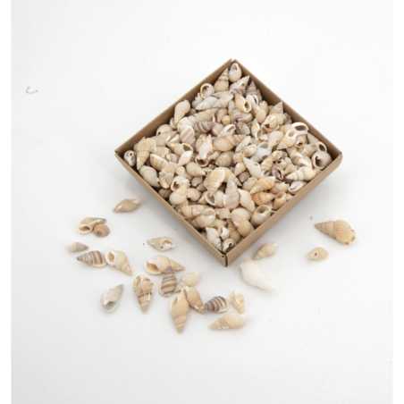 Assortiment de coquillages N.2 - 100 g