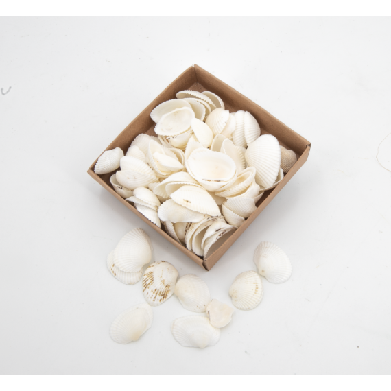 Assortiment de coquillages N.3 - 110 g