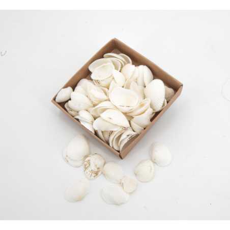 Assortiment de coquillages N.3 - 110 g
