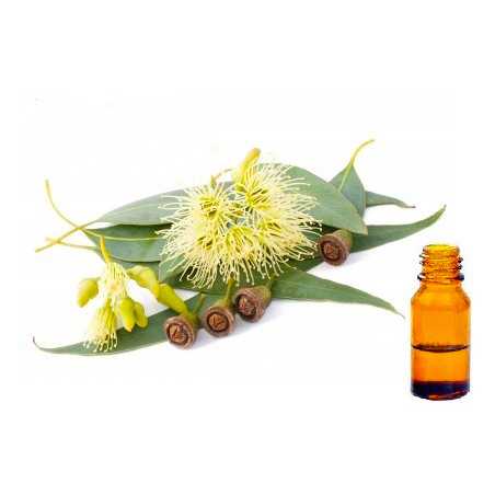 Huile Essentielle BIO Eucalyptus 15 ml