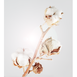 Parfum Fleur de Coton pour Bougies