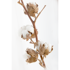 Parfum Fleur de Coton pour Bougies