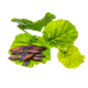 Parfum pour bougies Fèves de Tonka