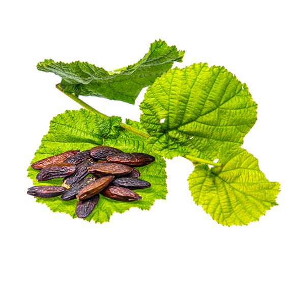 Parfum pour bougies Fèves de Tonka