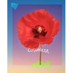 Parfum Coquelicot pour bougies