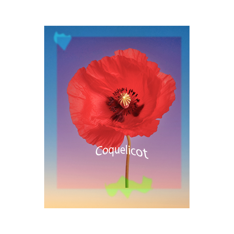 Parfum Coquelicot pour bougies
