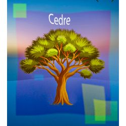 Parfum Cèdre pour Bougies