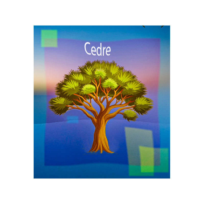 Parfum Cèdre pour Bougies