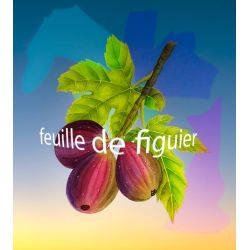 Parfum Feuille de Figuier pour Bougies