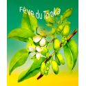 Parfum Fèves de Tonka pour Bougies