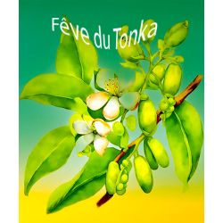 Parfum Fèves de Tonka pour Bougies