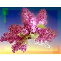 Parfum Lilas pour Bougies