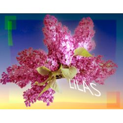 Parfum Lilas pour Bougies