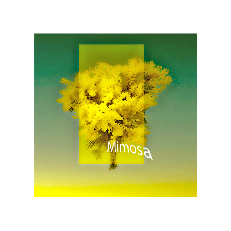 Parfum Mimosa pour Bougies
