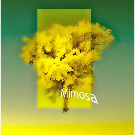Parfum Mimosa pour Bougies
