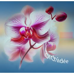 Parfum Orchidée pour Bougies