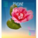 Parfum Pivoine pour Bougies
