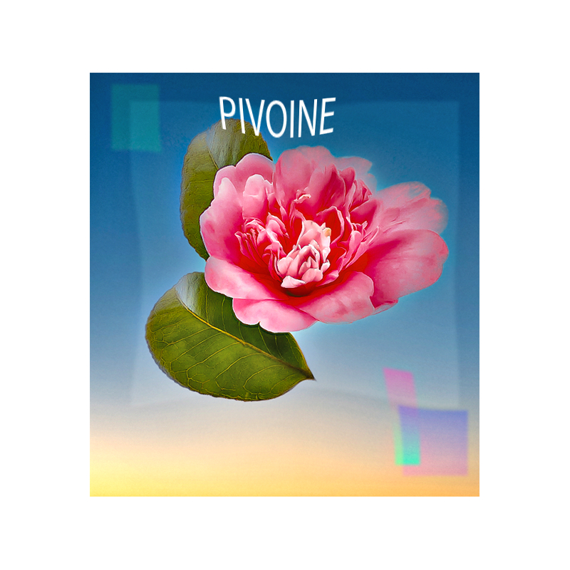 Parfum Pivoine pour Bougies