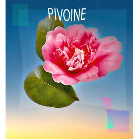 Parfum Pivoine pour Bougies