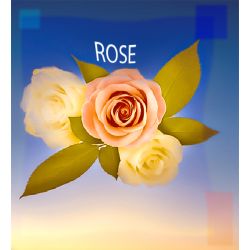 Parfum Rose pour Bougies