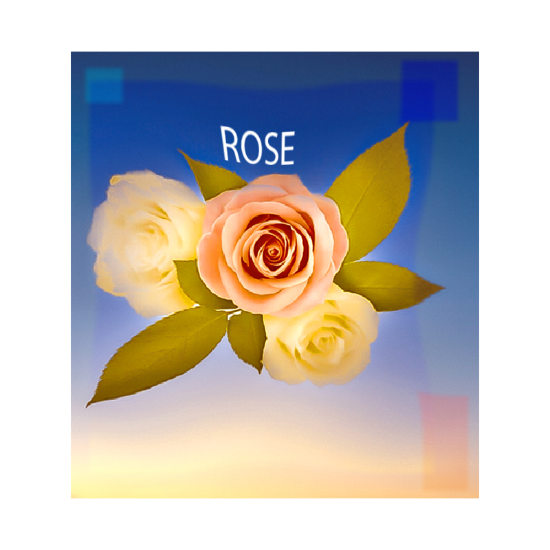 Parfum Rose pour Bougies