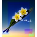 Parfum Vanille pour Bougies