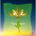 Parfum Ylang-Ylang pour Bougies