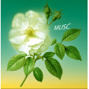 Parfum Musc Bougies - MONDO BOUGIES