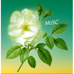Parfum Musc Bougies - MONDO BOUGIES