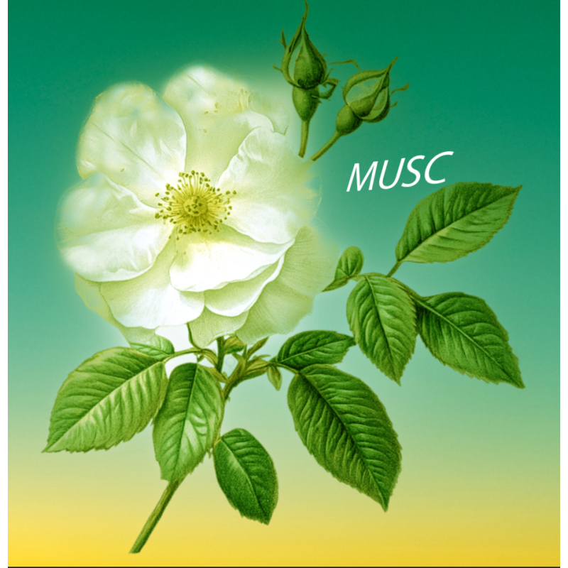 Parfum Musc Bougies - MONDO BOUGIES