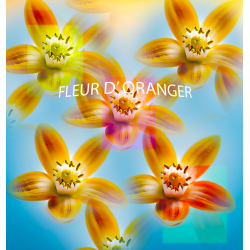 Parfum Fleur d'Oranger Bougies - MONDO BOUGIES
