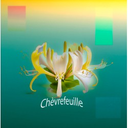 Parfum Chevrefeuille Bougies - MONDO BOUGIES